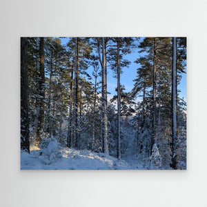 "Snowy Peace" - Cairngorm Forest.  Canvas print from original photograph
