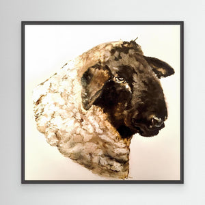 Black - faced Sheep - canvas print from original artwork - Cairngorm Artists