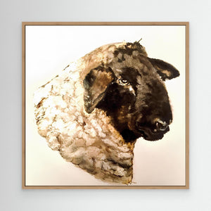 Black-faced Sheep - canvas print from original artwork - Cairngorm Artists
