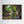 Bridge of Avon Viewpoint - canvas print from original photograph - Cairngorm Artists