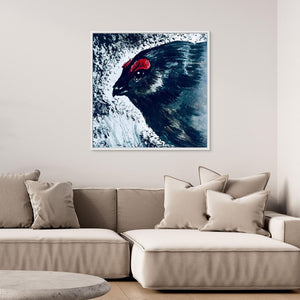 Crimson Crest - canvas print from original artwork - Cairngorm Artists