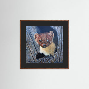 Curious Pine Marten - fine art print from original acrylic painting - Cairngorm Artists