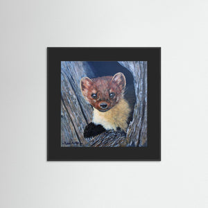 Curious Pine Marten - fine art print from original acrylic painting - Cairngorm Artists