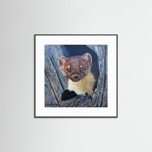 Curious Pine Marten - fine art print from original acrylic painting - Cairngorm Artists