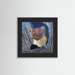 Curious Pine Marten - fine art print from original acrylic painting - Cairngorm Artists
