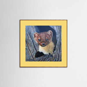 Curious Pine Marten - fine art print from original acrylic painting - Cairngorm Artists
