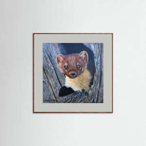 Curious Pine Marten - fine art print from original acrylic painting - Cairngorm Artists