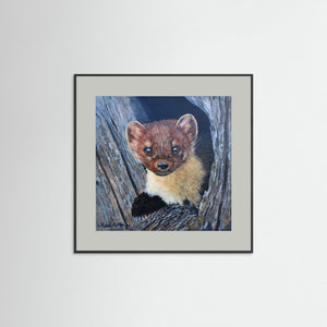 Curious Pine Marten - fine art print from original acrylic painting - Cairngorm Artists