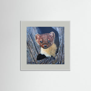 Curious Pine Marten - fine art print from original acrylic painting - Cairngorm Artists