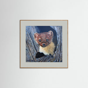 Curious Pine Marten - fine art print from original acrylic painting - Cairngorm Artists