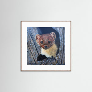 Curious Pine Marten - fine art print from original acrylic painting - Cairngorm Artists