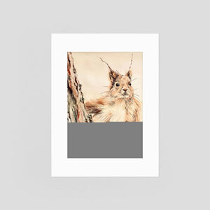 Curious Squirrel - fine art print from original artwork - Cairngorm Artists
