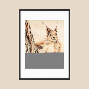 Curious Squirrel - fine art print from original artwork - Cairngorm Artists