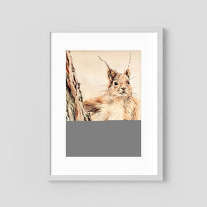 Curious Squirrel - fine art print from original artwork - Cairngorm Artists
