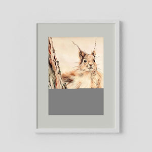 Curious Squirrel - fine art print from original artwork - Cairngorm Artists