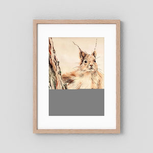 Curious Squirrel - fine art print from original artwork - Cairngorm Artists
