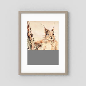 Curious Squirrel - fine art print from original artwork - Cairngorm Artists