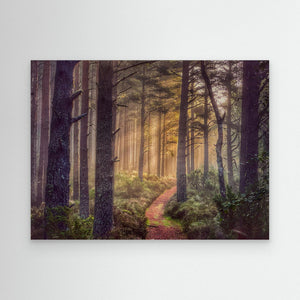 Early Morning Trail - canvas print from original photograph - Cairngorm Artists