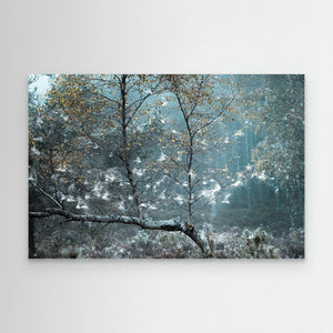 Fairy Forest Abernethy - Canvas print from original photograph - Cairngorm Artists