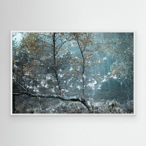 Fairy Forest Abernethy - Canvas print from original photograph - Cairngorm Artists