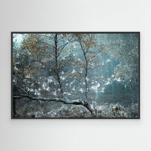 Fairy Forest Abernethy - Canvas print from original photograph - Cairngorm Artists