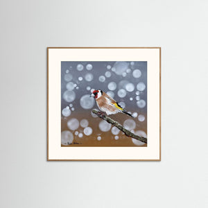 Goldfinch Glow- Fine art print from original acrylic painting - Cairngorm Artists
