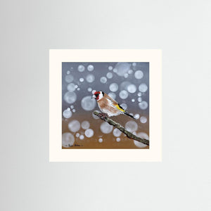 Goldfinch Glow- Fine art print from original acrylic painting - Cairngorm Artists