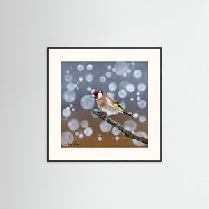 Goldfinch Glow- Fine art print from original acrylic painting - Cairngorm Artists