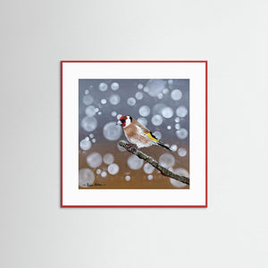 Goldfinch Glow- Fine art print from original acrylic painting - Cairngorm Artists
