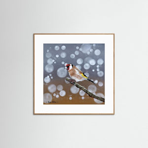 Goldfinch Glow- Fine art print from original acrylic painting - Cairngorm Artists