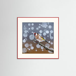 Goldfinch Glow- Fine art print from original acrylic painting - Cairngorm Artists