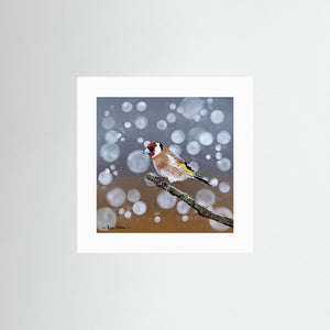 Goldfinch Glow- Fine art print from original acrylic painting - Cairngorm Artists