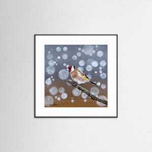 Goldfinch Glow- Fine art print from original acrylic painting - Cairngorm Artists
