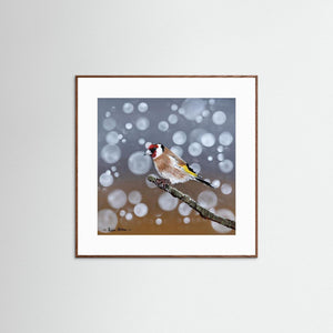 Goldfinch Glow- Fine art print from original acrylic painting - Cairngorm Artists