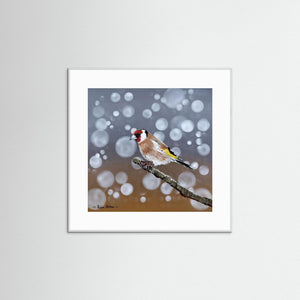 Goldfinch Glow- Fine art print from original acrylic painting - Cairngorm Artists