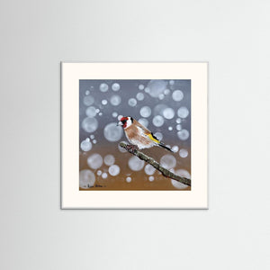 Goldfinch Glow- Fine art print from original acrylic painting - Cairngorm Artists