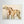 Greyhounds - canvas print from original artwork - Cairngorm Artists