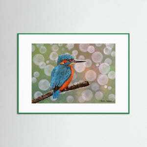 Kingfisher Moments - Fine art print from original acrylic painting - Cairngorm Artists