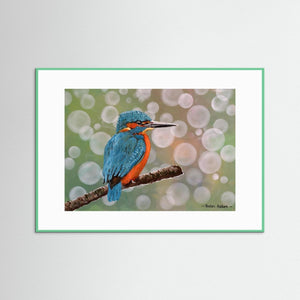 Kingfisher Moments - Fine art print from original acrylic painting - Cairngorm Artists