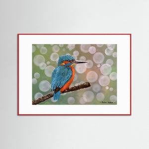 Kingfisher Moments - Fine art print from original acrylic painting - Cairngorm Artists