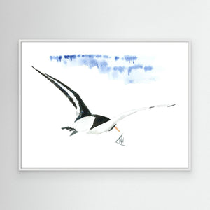 Oystercatcher - canvas print from original artwork - Cairngorm Artists