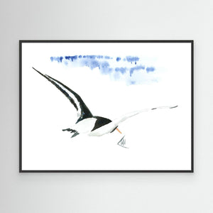 Oystercatcher - canvas print from original artwork - Cairngorm Artists