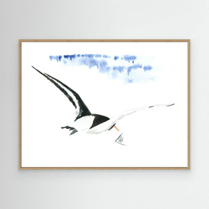 Oystercatcher - canvas print from original artwork - Cairngorm Artists