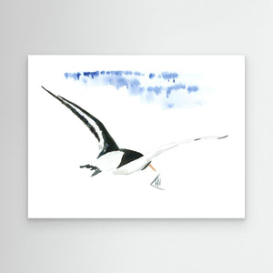 Oystercatcher - canvas print from original artwork - Cairngorm Artists