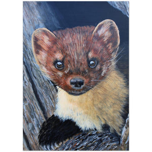 Pack of 10 Greeting Cards , "Pee a Boo Pine Marten" - Cairngorm Artists