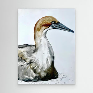 Resting Gannet - canvas print from original artwork - Cairngorm Artists