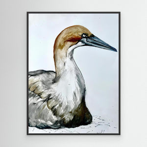 Resting Gannet - canvas print from original artwork - Cairngorm Artists
