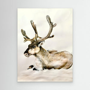 Resting Reindeer - canvas print from original artwork - Cairngorm Artists