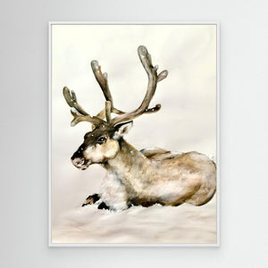 Resting Reindeer - canvas print from original artwork - Cairngorm Artists