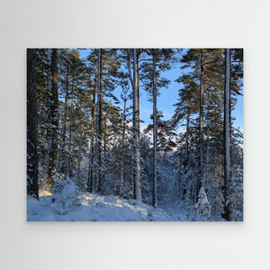 "Snowy Peace" - Cairngorm Forest. Canvas print from original photograph - Cairngorm Artists
